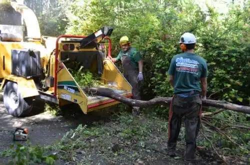 tree services New Milford